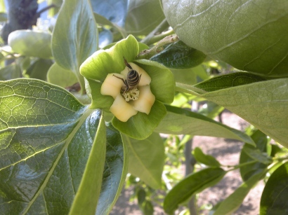 �݂΂��@�~�c�o�`�@���I