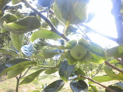 �x�L�`�@��_��