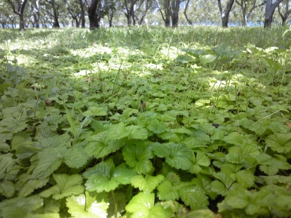 �w�r�C�`�S�@��䕁@�ւт�����