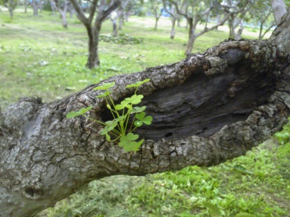 �N���[�o�[