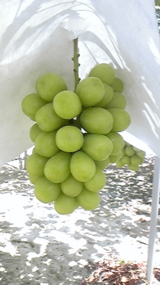 �V���C���}�X�J�b�g