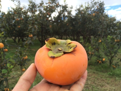 �x�L�`�@�R��