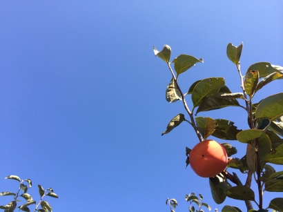 �x�L�`�@�Θa