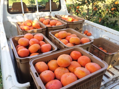 �x�L�`�@���n