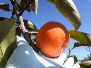 �x�L�`�@�Θa